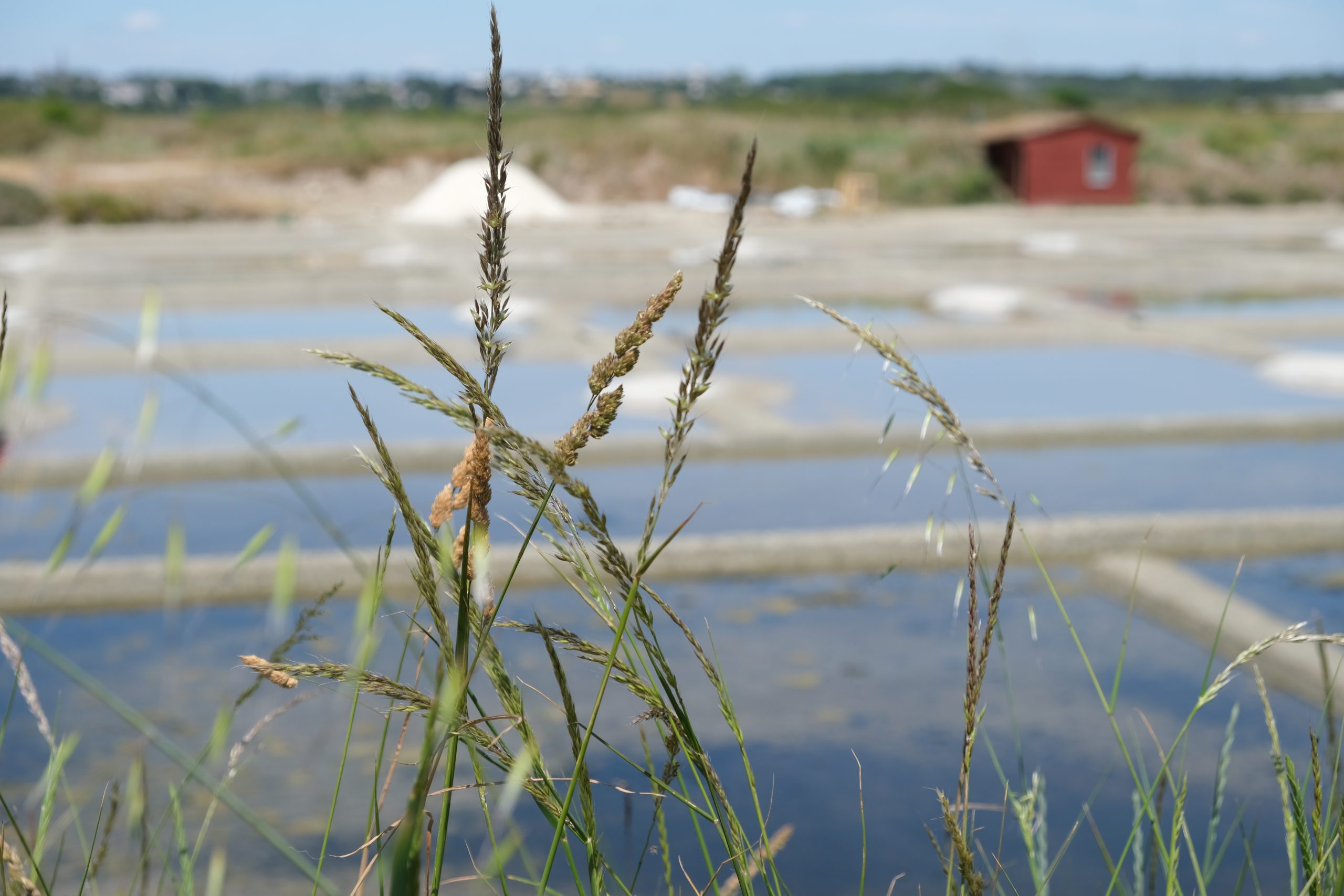Plan rapproché d’un œillet des marais salants, avec une brindille d’herbe floue au premier plan et l’eau du bassin en arrière-plan.